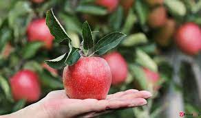 28 września Światowy Dzień Jabłka